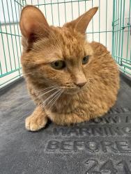 Found/Stray Female Cat last seen 16th st and union hills, Phoenix, AZ 85022