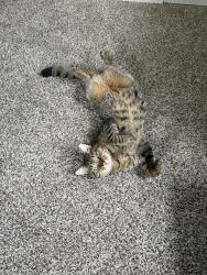 Reunited Male Cat last seen Moats and 43rd street, Kansas City, MO 64133