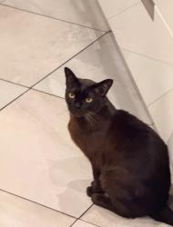 Reunited Male Cat last seen Ongar Road , Hildyard Road and, Greater London, England 