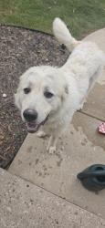 Lost Male Dog last seen 47th and Guion rd., Indianapolis, IN 46254