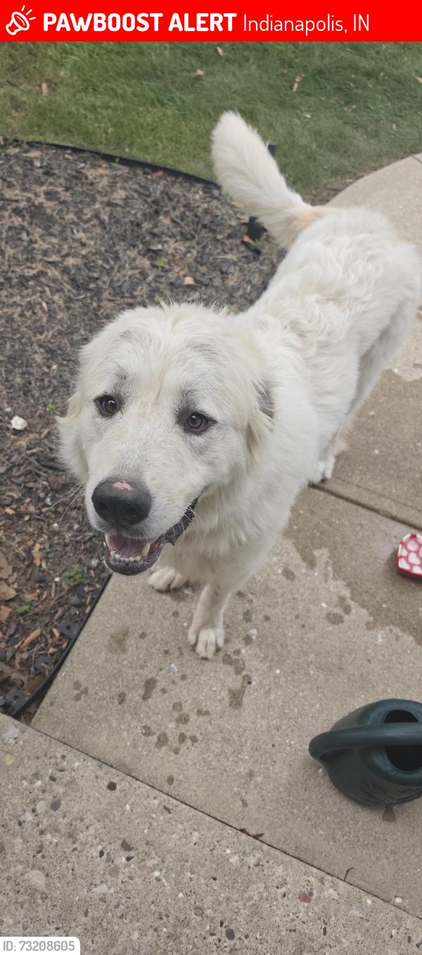 Lost Male Dog last seen 47th and Guion rd., Indianapolis, IN 46254