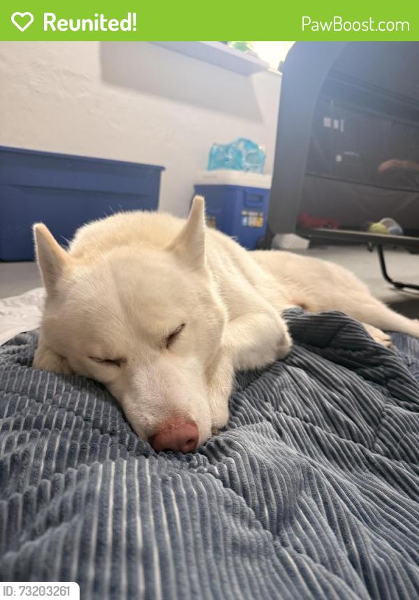 Reunited Male Dog last seen Arthur St, Hollywood, FL 33020