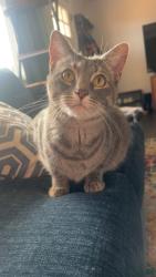 Lost Male Cat last seen S Alcott St & Mexico Ave, Denver, CO 80219