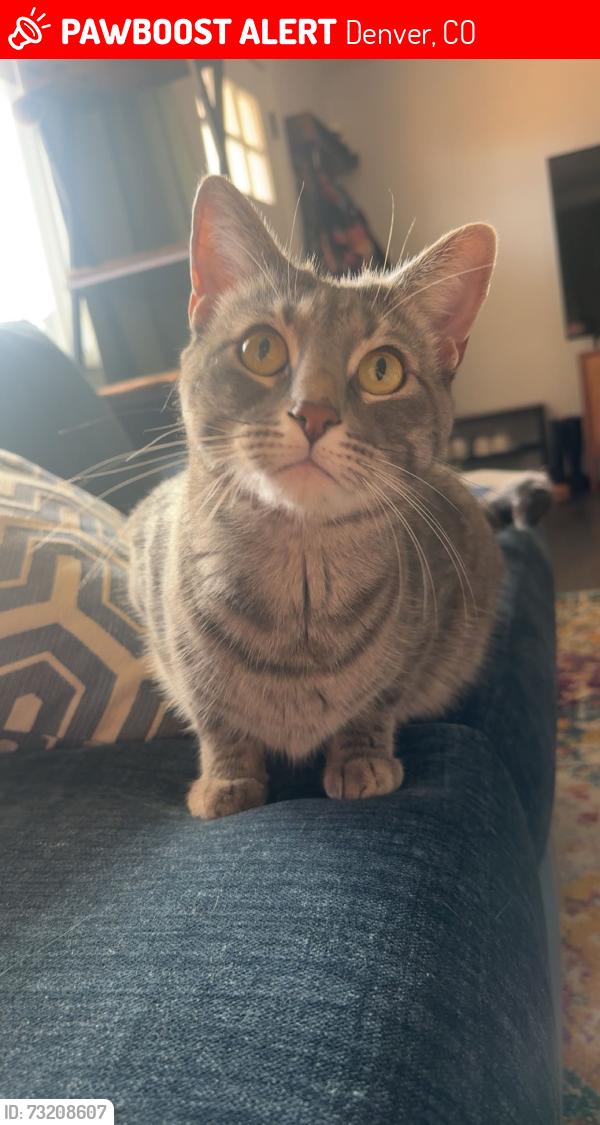 Lost Male Cat last seen S Alcott St & Mexico Ave, Denver, CO 80219