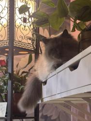 Reunited Male Cat last seen Langsford, Lee's Summit, MO 64063