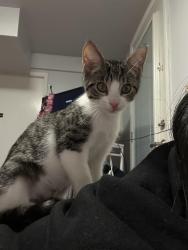 Reunited Female Cat last seen Skyline Dr / Daly City, Daly City, CA 94015