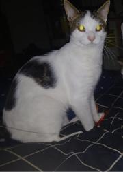 Reunited Male Cat last seen Royal farms, Wilmington, DE 19808