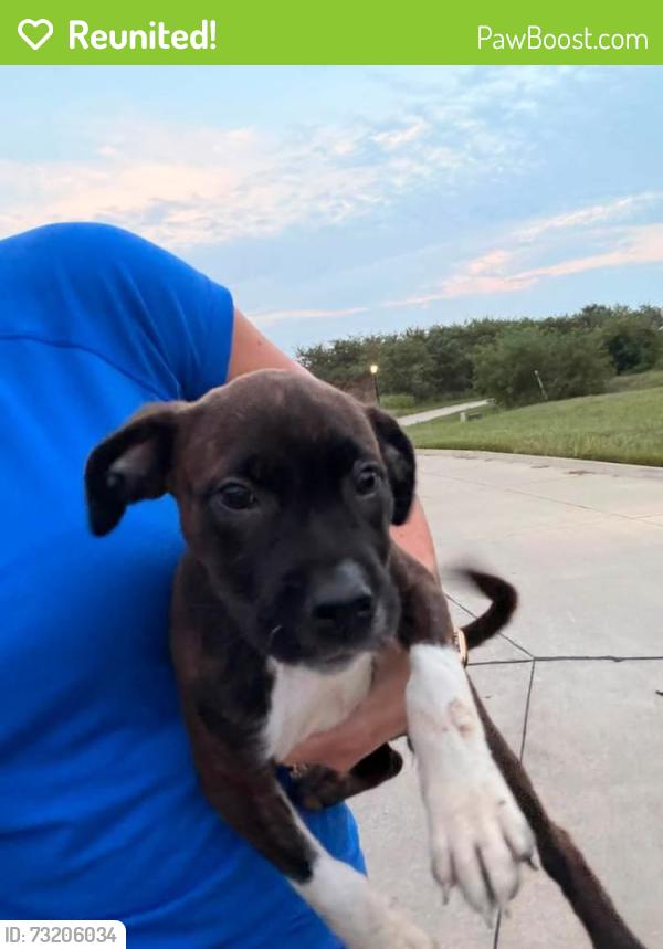 Reunited Female Dog last seen Off WW between Breaktime and Casey's in the Brooks neighborhood, Columbia, MO 65201