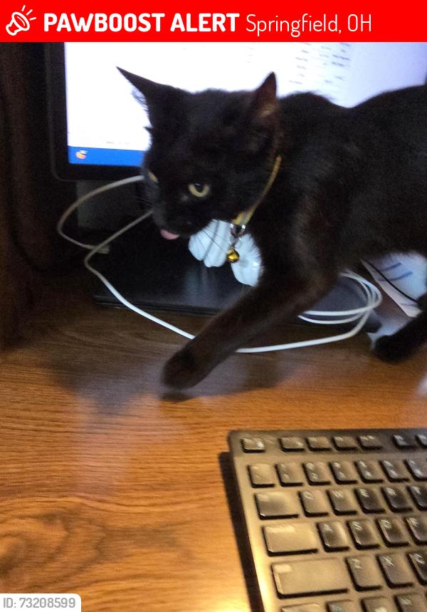 Lost Female Cat last seen Miller Road, Springfield, OH 45502
