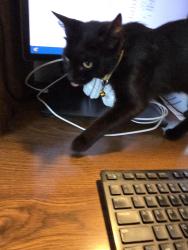 Lost Female Cat last seen Miller Road, Springfield, OH 45502