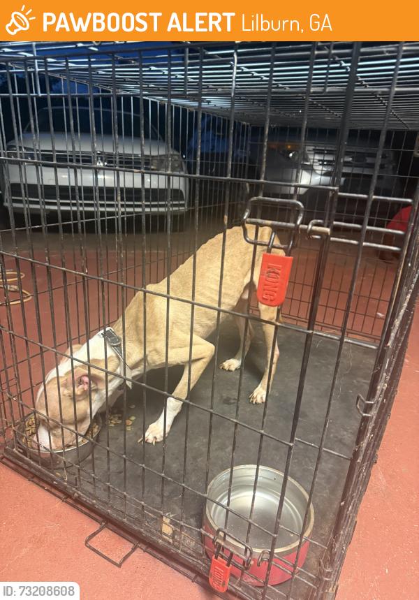 Found/Stray Male Dog last seen Found in harbins rd, Lilburn, GA 30047