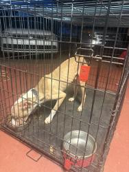 Found/Stray Male Dog last seen Found in harbins rd, Lilburn, GA 30047
