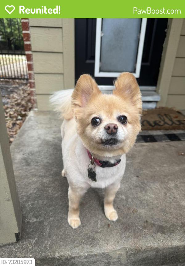 Reunited Female Dog last seen El Tivoli neighborhood, Dallas, TX 75211