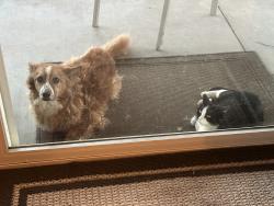 Reunited Female Dog last seen Cobalt and broad oak ln victorville, Victorville, CA 92394
