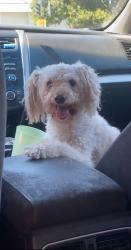 Lost Female Dog last seen Near walter white, Ceres, CA 95358