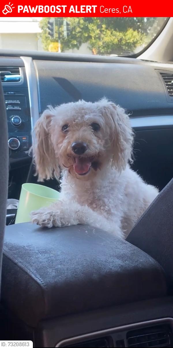 Lost Female Dog last seen Near walter white, Ceres, CA 95358