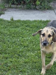 Found/Stray Male Dog last seen Hester Woods, Columbia, SC 29229