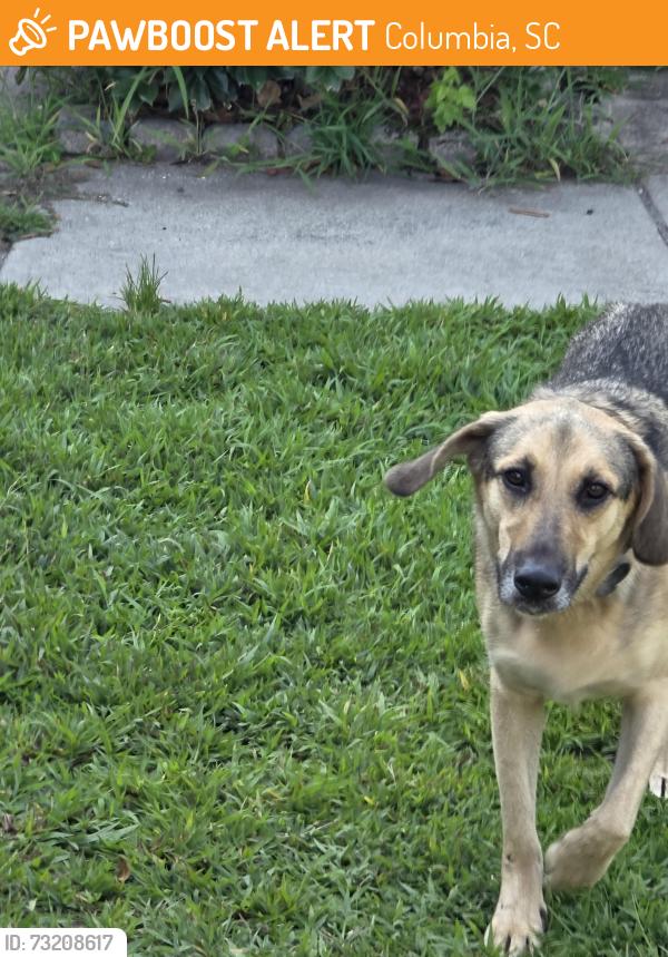 Found/Stray Male Dog last seen Hester Woods, Columbia, SC 29229
