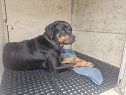 Shelter Stray Female Dog last seen Near BLOCK ROXBURY ST, DETROIT, MI 48224, 7401 Chrysler Dr, Detroit, MI 48211, USA