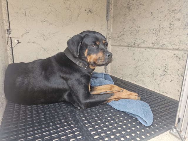 Shelter Stray Female Dog last seen Near BLOCK ROXBURY ST, DETROIT, MI 48224, 7401 Chrysler Dr, Detroit, MI 48211, USA