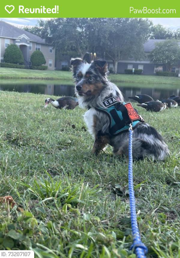 Reunited Female Dog last seen w kings st, St. Augustine, FL 32084
