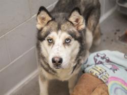 Shelter Stray Male Dog last seen E MOUNTAIN VIEW RD & N 15TH ST, 5501 E Van Buren St, Phoenix, AZ 85008, USA