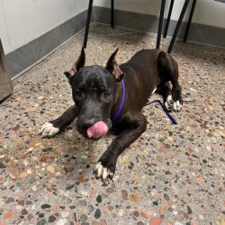 Shelter Stray Male Dog last seen NA, 5501 E Van Buren St, Phoenix, AZ 85008, USA