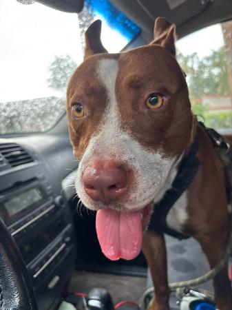 Shelter Stray Male Dog last seen EDWARDS RD & S US HIGHWAY 441 LADY LAKE, 12280 County Rd 448, Tavares, FL 32778, USA