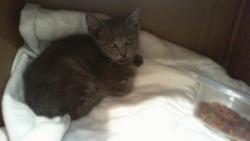 Shelter Stray Male Cat last seen CHARLOTTE, 8315 Byrum Dr, Charlotte, NC 28217, USA