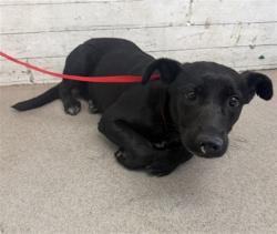 Shelter Stray Female Dog last seen VALLEY & PENNSYLVANIA, 333 Chandler Pl, San Bernardino, CA 92408, USA