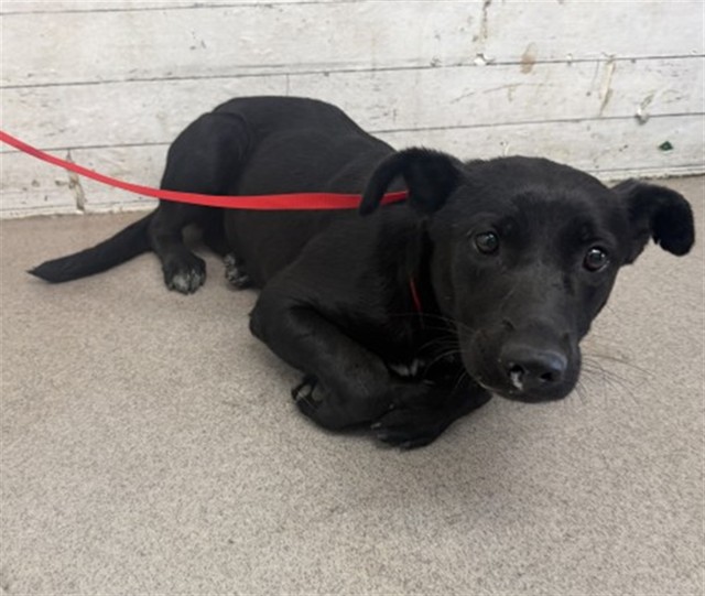 Shelter Stray Female Dog last seen VALLEY & PENNSYLVANIA, 333 Chandler Pl, San Bernardino, CA 92408, USA