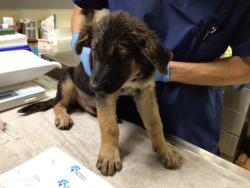 Shelter Stray Male Dog last seen DENTON ST/ HOWARD AVENUE, RIVERSIDE CA, 6851 Van Buren Boulevard, Jurupa Valley, CA 92509, USA