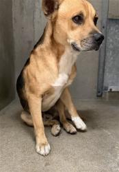 Shelter Stray Male Dog last seen Near BLOCK N MEDICAL CENTER DR, 333 Chandler Pl, San Bernardino, CA 92408, USA
