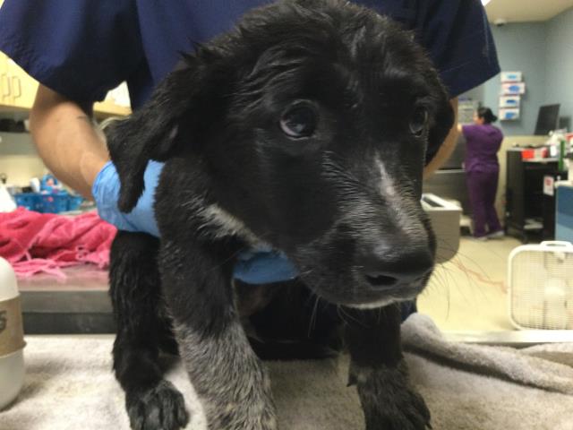Shelter Stray Male Dog last seen DENTON ST/ HOWARD AVENUE, RIVERSIDE CA, 6851 Van Buren Boulevard, Jurupa Valley, CA 92509, USA
