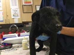 Shelter Stray Female Dog last seen DENTON ST/ HOWARD AVENUE, RIVERSIDE CA, 6851 Van Buren Boulevard, Jurupa Valley, CA 92509, USA