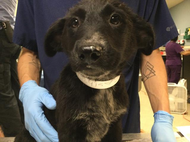 Shelter Stray Female Dog last seen DENTON ST/ HOWARD AVENUE, RIVERSIDE CA, 6851 Van Buren Boulevard, Jurupa Valley, CA 92509, USA