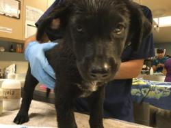 Shelter Stray Female Dog last seen DENTON ST/ HOWARD AVENUE, RIVERSIDE CA, 6851 Van Buren Boulevard, Jurupa Valley, CA 92509, USA