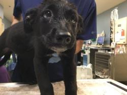 Shelter Stray Female Dog last seen DENTON ST/ HOWARD AVENUE, RIVERSIDE CA, 6851 Van Buren Boulevard, Jurupa Valley, CA 92509, USA