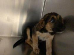 Shelter Stray Female Dog last seen DENTON ST/ HOWARD AVENUE, RIVERSIDE CA, 6851 Van Buren Boulevard, Jurupa Valley, CA 92509, USA