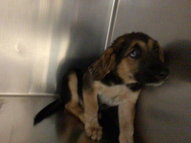 Shelter Stray Female Dog last seen DENTON ST/ HOWARD AVENUE, RIVERSIDE CA, 6851 Van Buren Boulevard, Jurupa Valley, CA 92509, USA