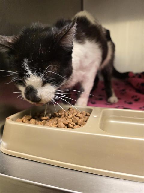 Shelter Stray Male Cat last seen Near BLOCK W MILDEN CIR, 4522 W 3500 S, West Valley City, UT 84120, USA