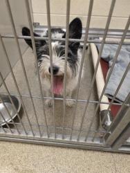 Shelter Stray Female Dog last seen Near BLOCK W 3800 S, WEST VALLEY CITY UT 84119, 4522 W 3500 S, West Valley City, UT 84120, USA