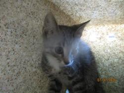 Shelter Stray Male Cat last seen , 2811 SE 29th St, Oklahoma City, OK 73129, USA