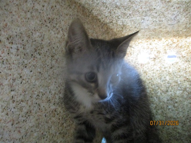 Shelter Stray Male Cat last seen , 2811 SE 29th St, Oklahoma City, OK 73129, USA