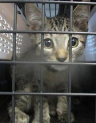 Shelter Stray Female Cat last seen , 2811 SE 29th St, Oklahoma City, OK 73129, USA