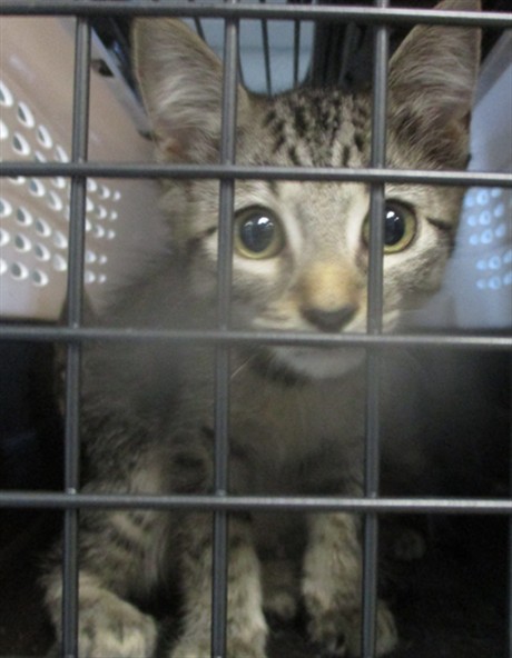 Shelter Stray Female Cat last seen , 2811 SE 29th St, Oklahoma City, OK 73129, USA