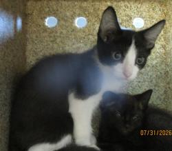 Shelter Stray Male Cat last seen , 2811 SE 29th St, Oklahoma City, OK 73129, USA