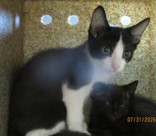 Shelter Stray Male Cat last seen , 2811 SE 29th St, Oklahoma City, OK 73129, USA