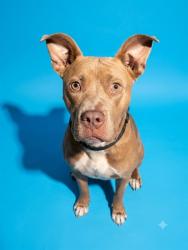 Shelter Stray Male Dog last seen Near BLOCK PRIOLEAU, 2020 Forest St, Jacksonville, FL 32204, USA