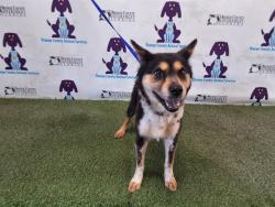 Shelter Stray Female Dog last seen , 2769 Conroy Rd, Orlando, FL 32839, USA